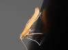 Caloptilia sp.